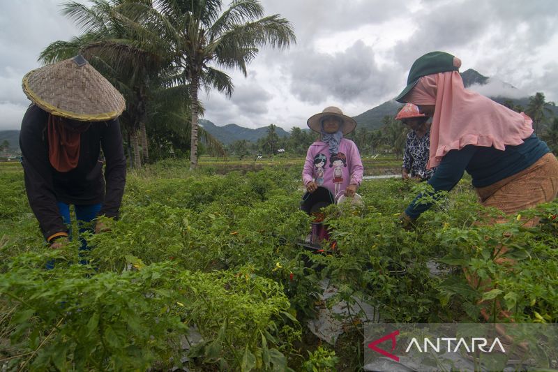 Pasokan Cabai Rawit ke Pasar Kembali Normal