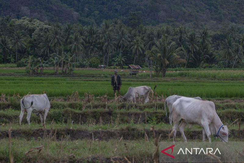 Kredit Usaha Rakyat Nol Persen di Sigi