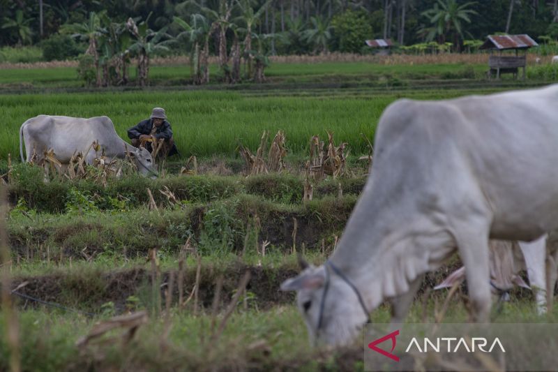 Kredit Usaha Rakyat Nol Persen di Sigi