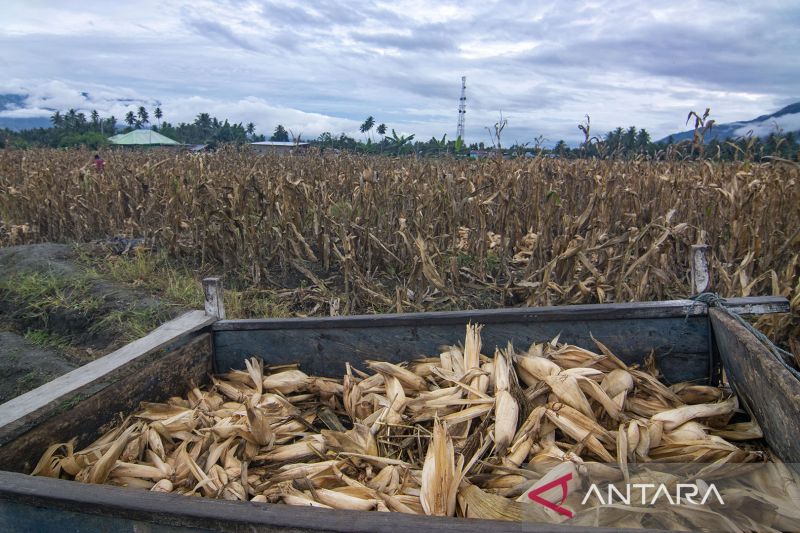 Pemanfaatan Kulit Jagung Untuk Pakan Ternak