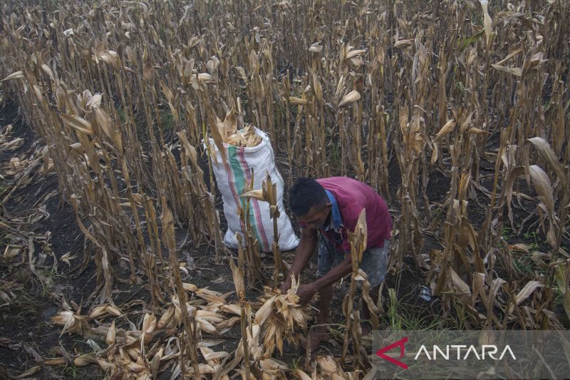 Pemanfaatan Kulit Jagung Untuk Pakan Ternak