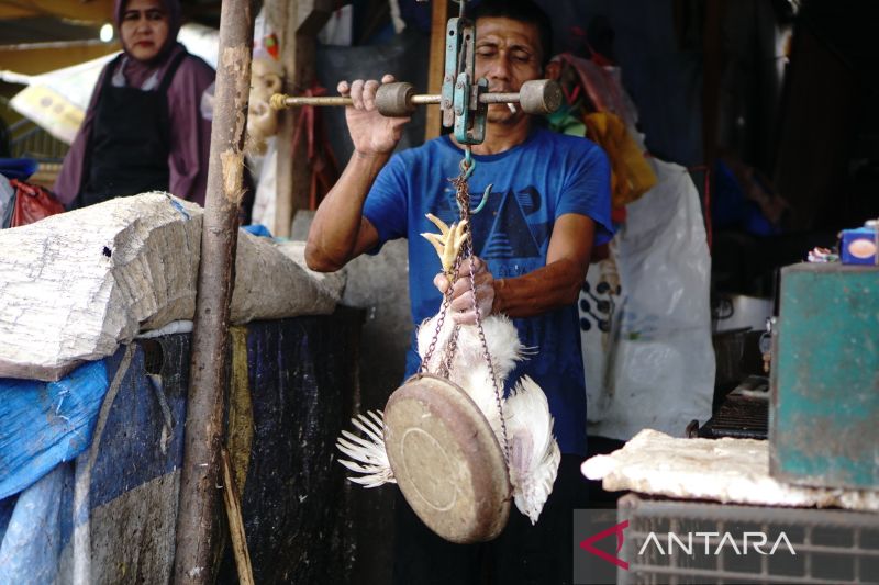 FOTO - Harga ayam potong turun pasca perayaan Imlek 2023