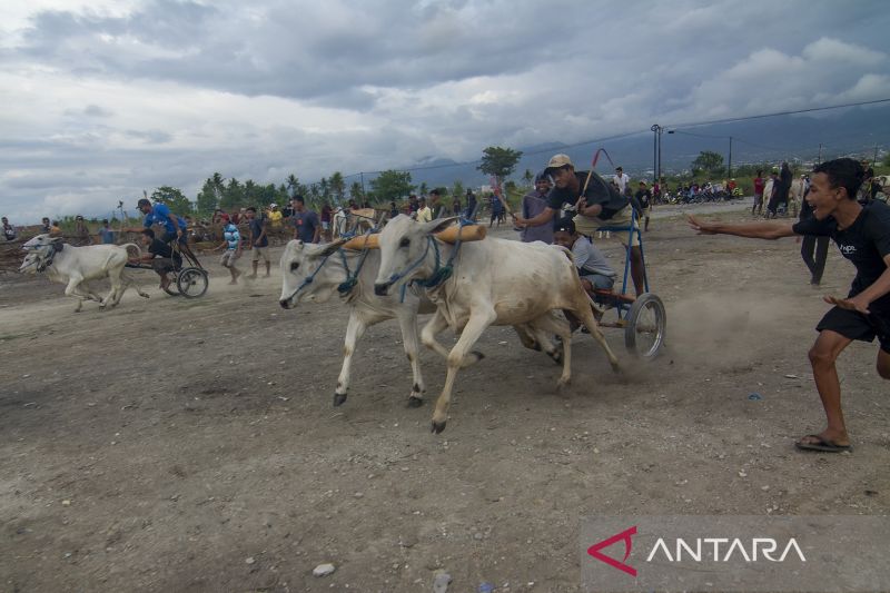 Karapan Sapi Tradisional di SIgi