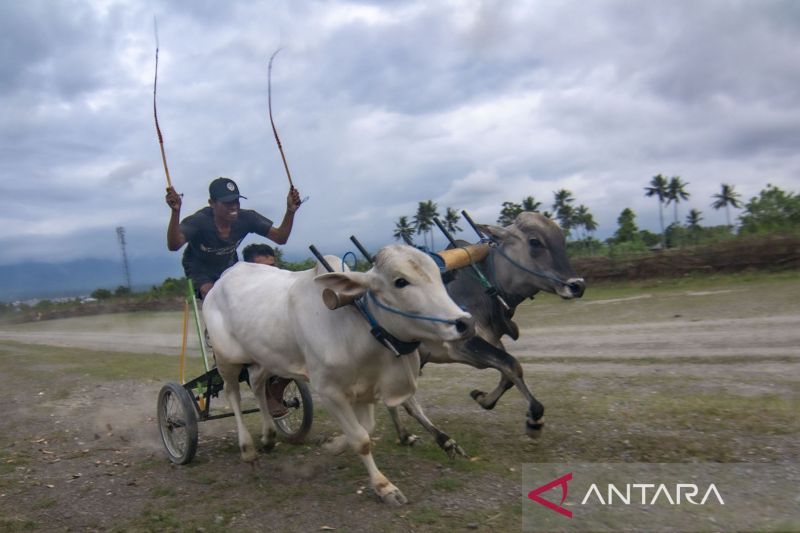 Karapan Sapi Tradisional di SIgi