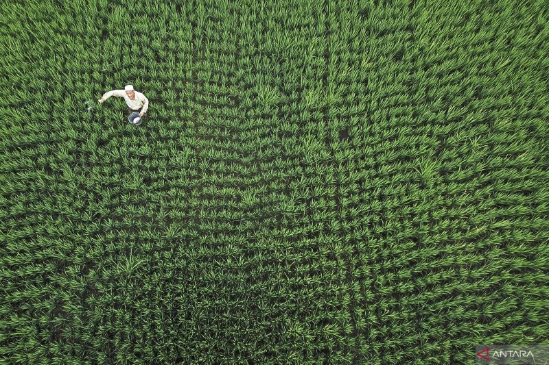 jejak-efisiensi-pupuk-di-lumbung-jagung