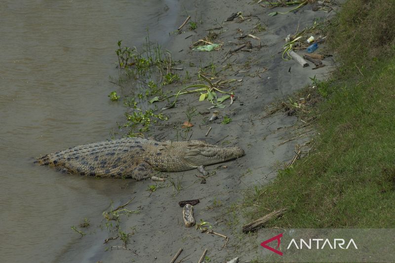 Buaya Liar Resahkan Warga di Bantaran Sungai Palu