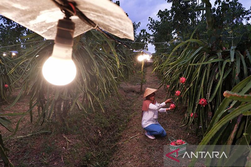 PLN catat konsumsi listrik capai 9,54 tWh di Sulselrabar selama 2022