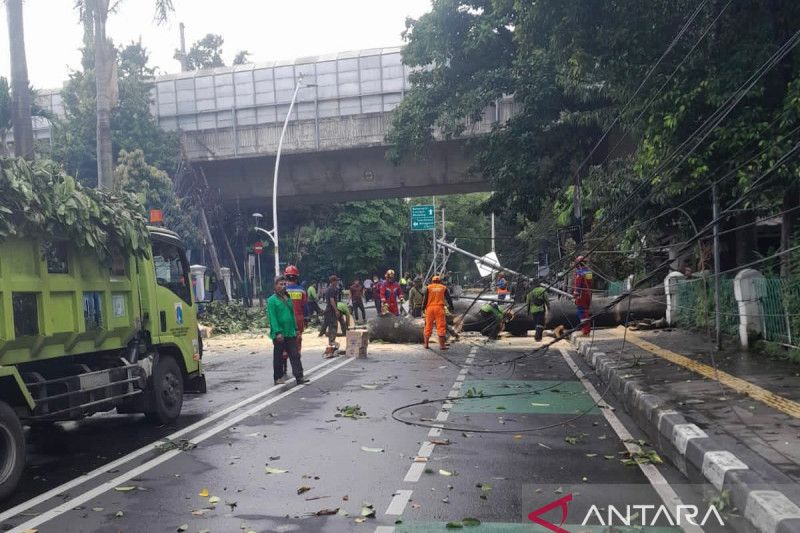 BPBD DKI evakuasi empat warga luka ringan tertimpa pohon