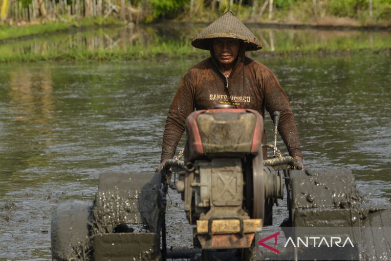 Petani Padi Binaan PT Vale di Morowali Beralih ke Sistem Pengolahan Organik