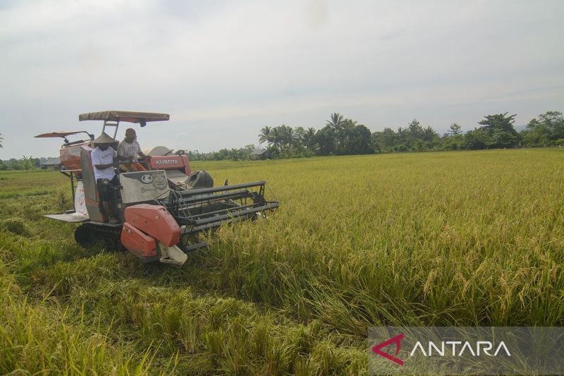 Potensi Pengembangan Padi Sawah Organik di Morowali