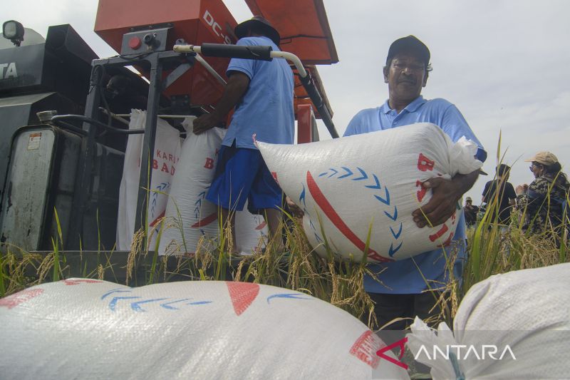 Potensi Pengembangan Padi Sawah Organik di Morowali