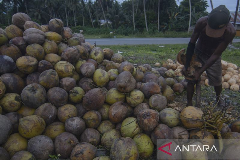 Petani Pilih Kelapa Untuk Kopra