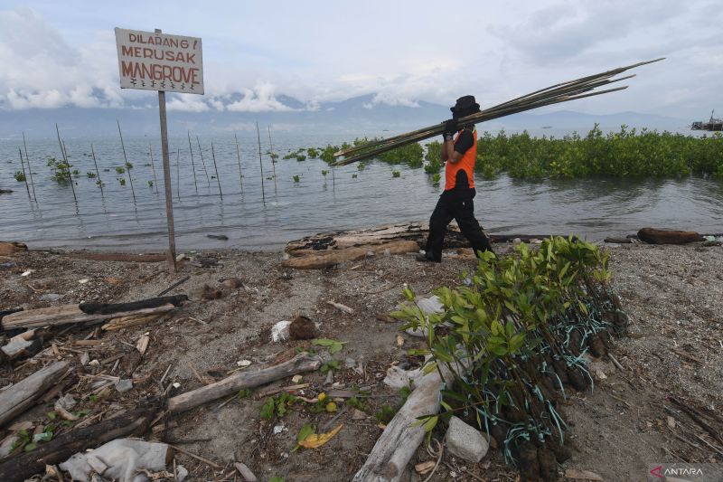 PENANAMAN MANGROVE HUT BASARNAS