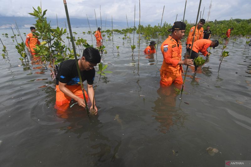 PENANAMAN MANGROVE HUT BASARNAS