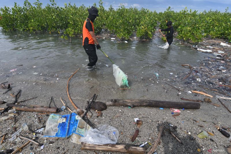 SAMPAH ANCAM MANGROVE