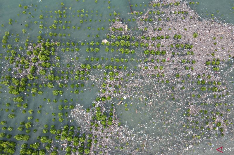 SAMPAH ANCAM MANGROVE