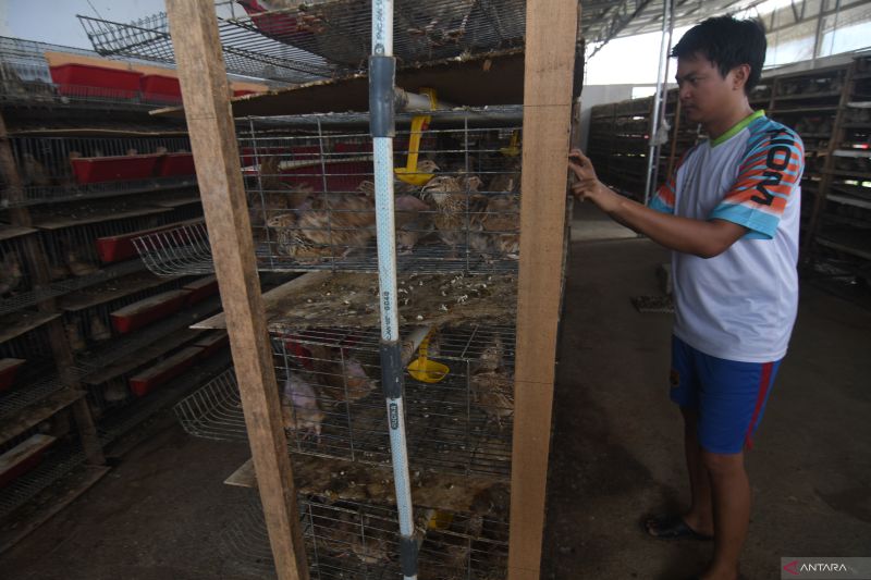 BUDI DAYA BURUNG PUYUH PETELUR