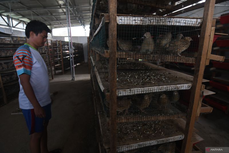 BUDI DAYA BURUNG PUYUH PETELUR