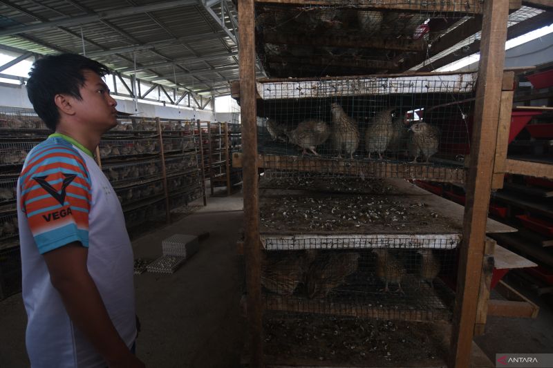 BUDI DAYA BURUNG PUYUH PETELUR