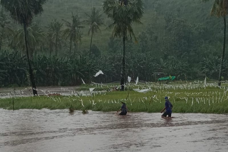 Puluhan hektare tanaman padi rusak diterjang banjir di Bima