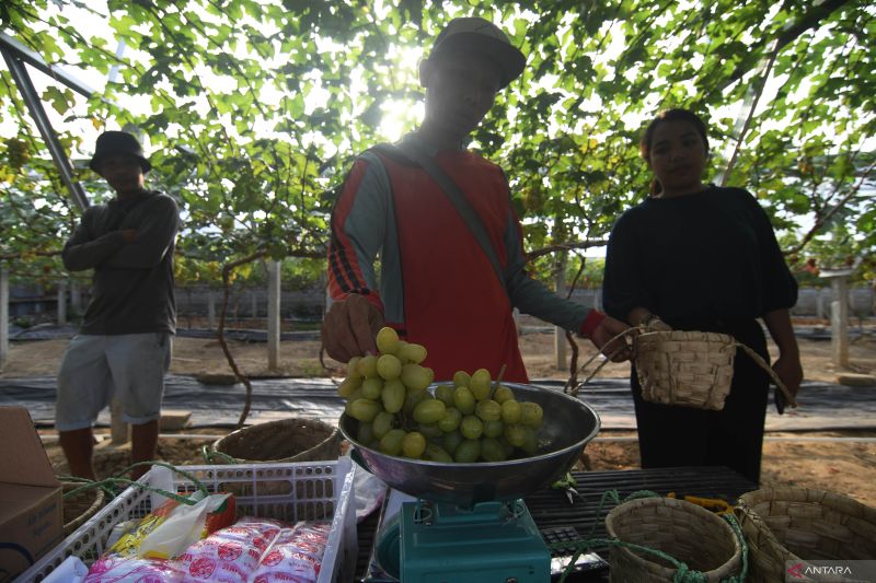 AGROWISATA KEBUN ANGGUR