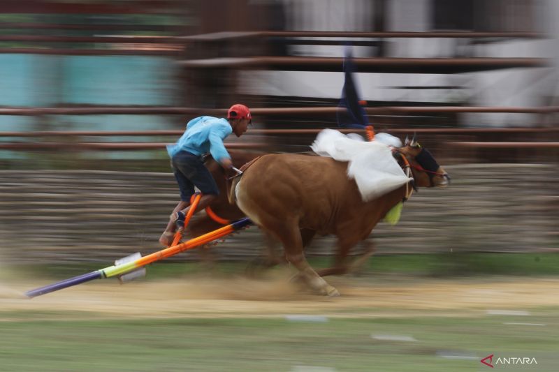 Pemkab Sumenep lestarikan budaya karapan sapi Madura