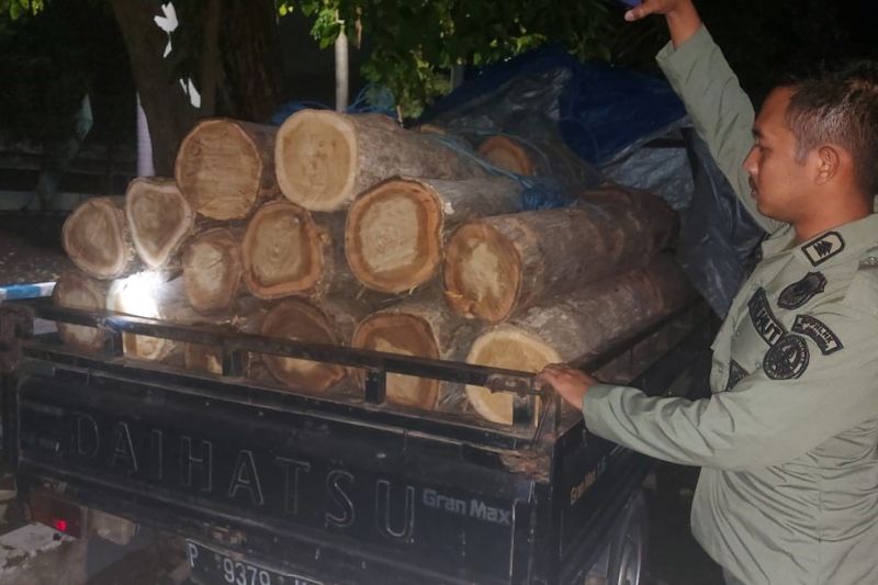 KLHK menangkap pelaku penebangan kayu jati ilegal di Sitobundo