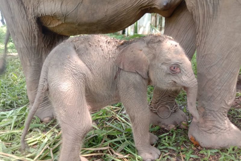 Kelahiran Seekor Anak Gajah Sumatera Di Pusat Latihan Gajah (PLG) Balai Taman Nasional Way Kambas
