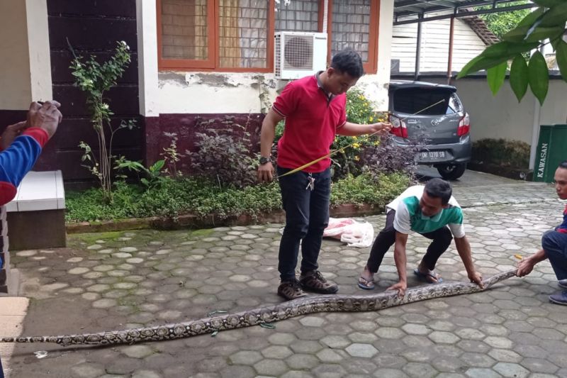 Ular piton ukuran besar “nyelonong” Ke rumah warga Praya Lombok Tengah