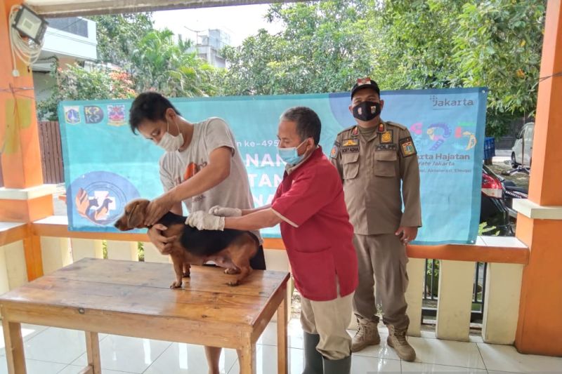 Kucing paling banyak ikut program vaksin rabies di Jakbar