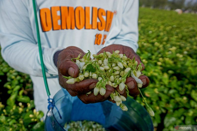 7-pilihan-tanaman-pembawa-berkah-menurut-primbon-jawa