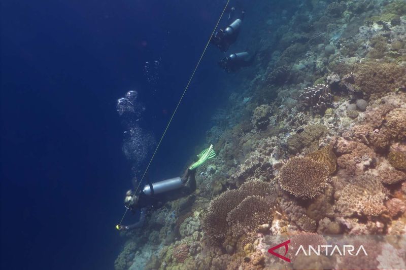 Wisata bawah laut Pulau Tomia Wakatobi - ANTARA News