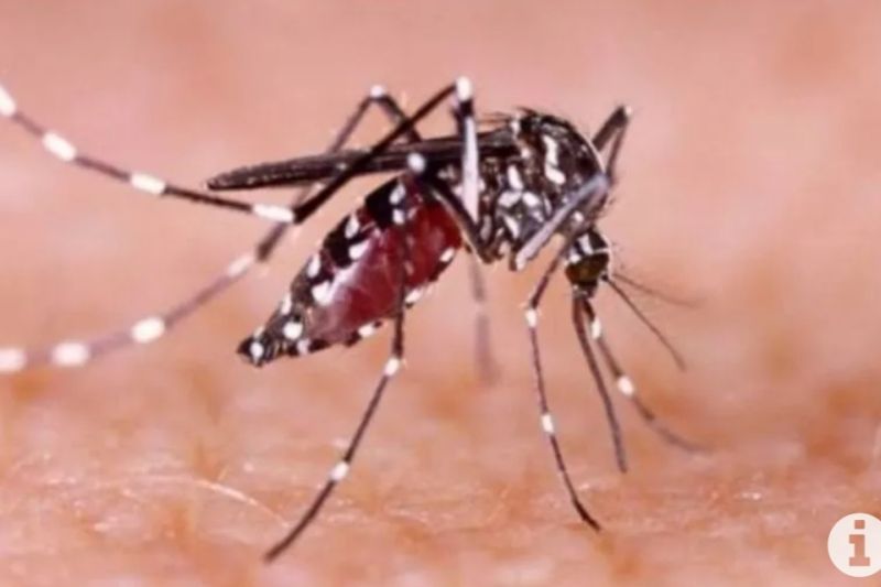 Vaksinasi mengurangi risiko infeksi dengue yang parah pada anak-anak