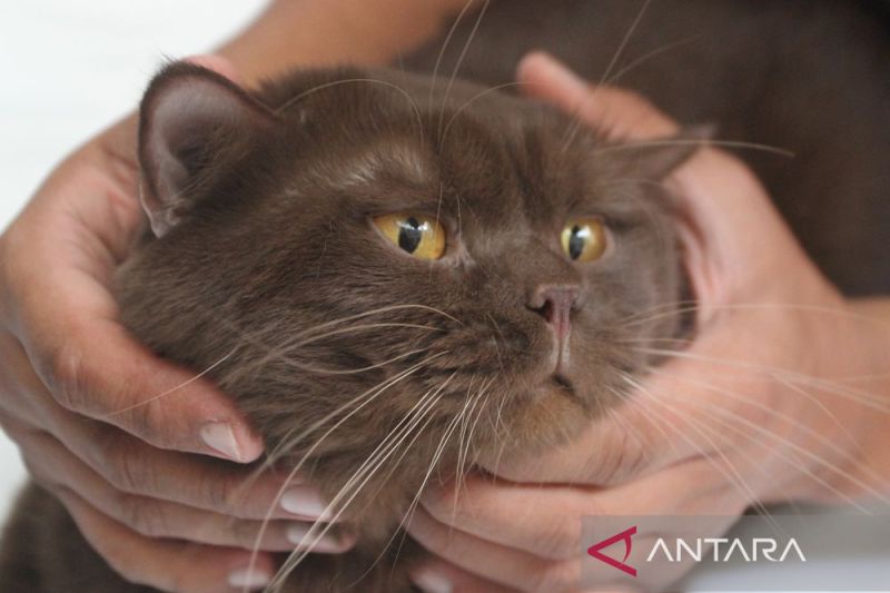 6-cara-efektif-merawat-bulu-kucing-agar-sehat-dan-tidak-rontok