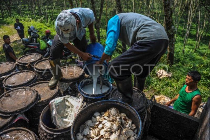 Capaian produksi karet di Indonesia