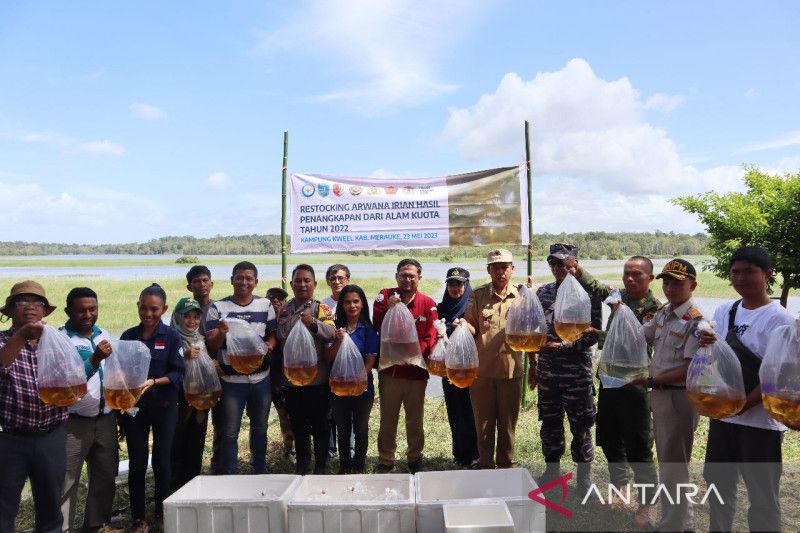 KKP melepaskan 223 ikan Arwana Jardini di Merauke