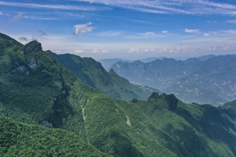 51 tanaman liar dilindungi ditemukan di cagar alam Chongqing, China