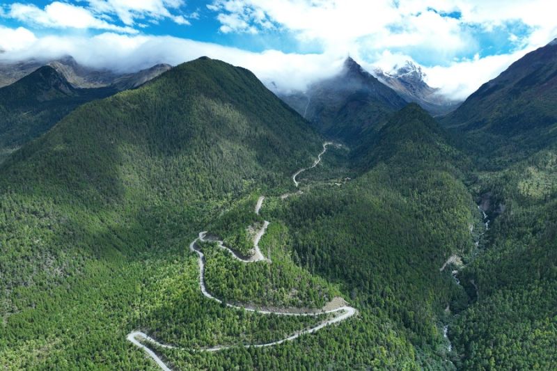 Rekor baru pohon tertinggi di Asia dipecahkan di Tibet, China