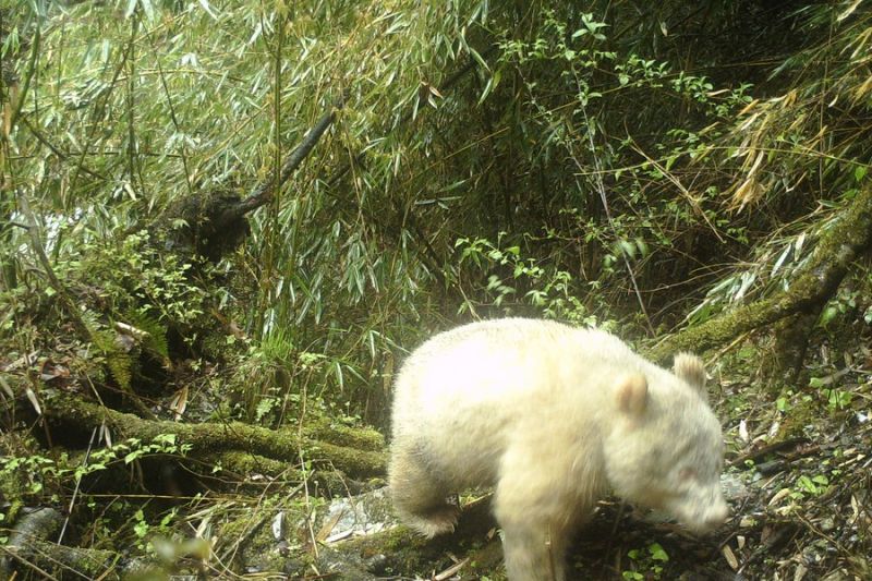 Pergerakan panda albino langka terlihat di China