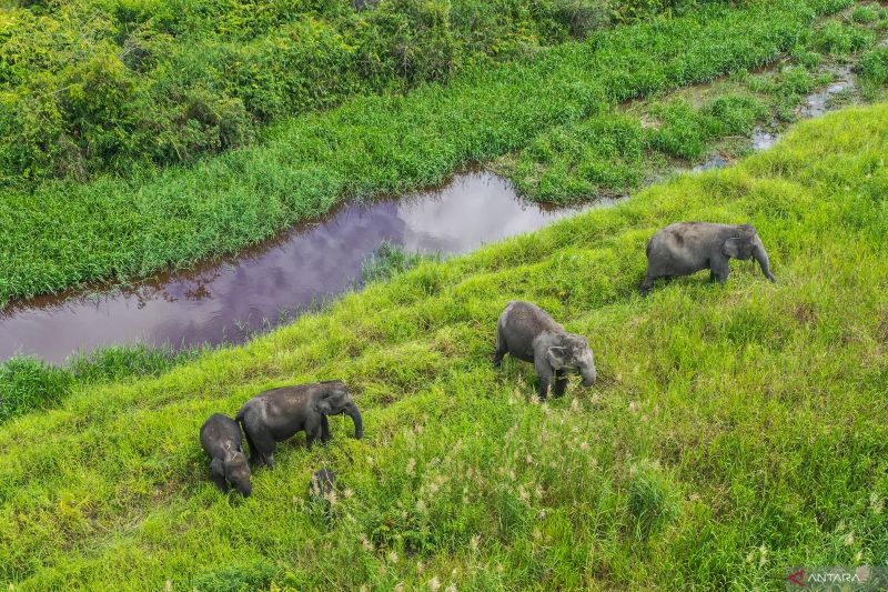 Jumlah Gajah Sumatera di kantong habitat Sugihan-Simpang Heran