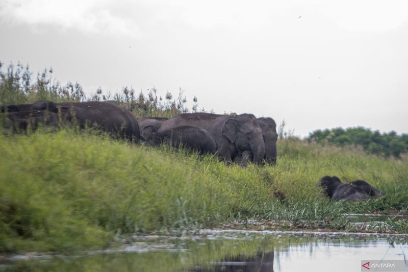 Jumlah Gajah Sumatera di kantong habitat Sugihan-Simpang Heran