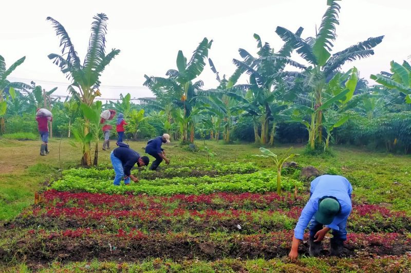 Surabaya Optimalkan "urban Farming" Penuhi Kebutuhan Pangan Warga ...