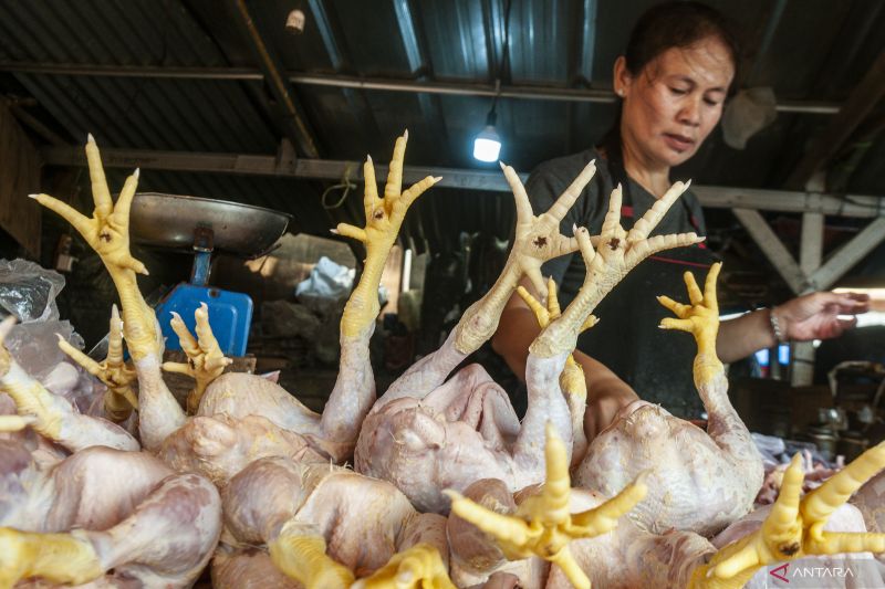 Kemarin kenaikan harga daging ayam hingga tren positif wisman - ANTARA