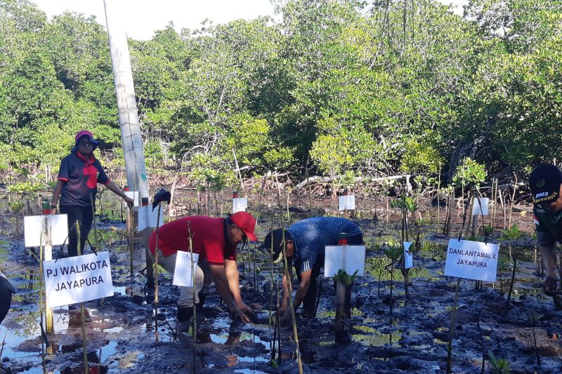 Pemkot Jayapura tanam mangrove menjelang Hari Lingkungan Hidup Sedunia