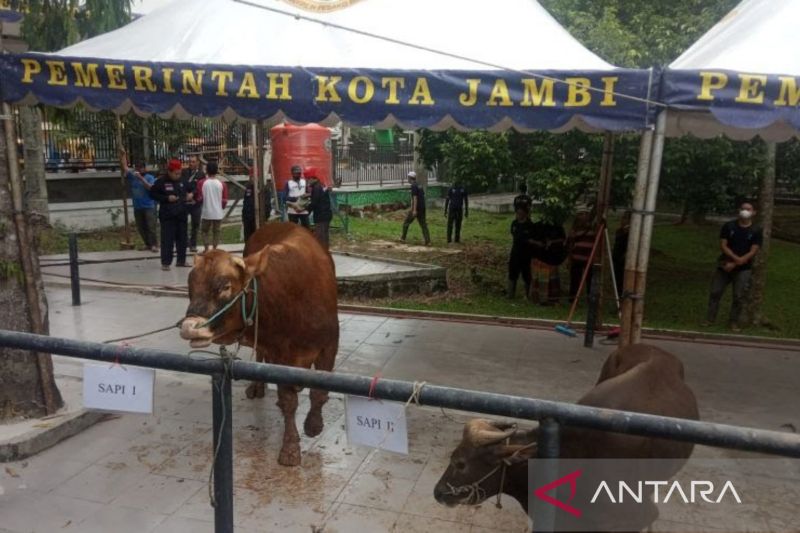 Sebanyak 247 hewan kurban siap di sembelih di Jambi