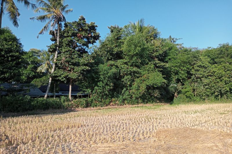 Distan Lombok Tengah turun memonitoring kondisi tanaman padi petani