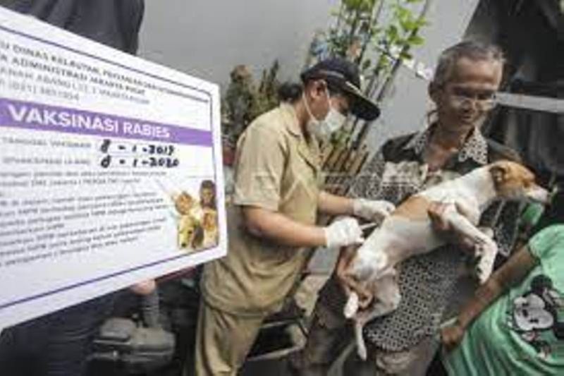 Di Riau 25 orang digigit hewan terinfeksi rabies Januari-Mei 2023