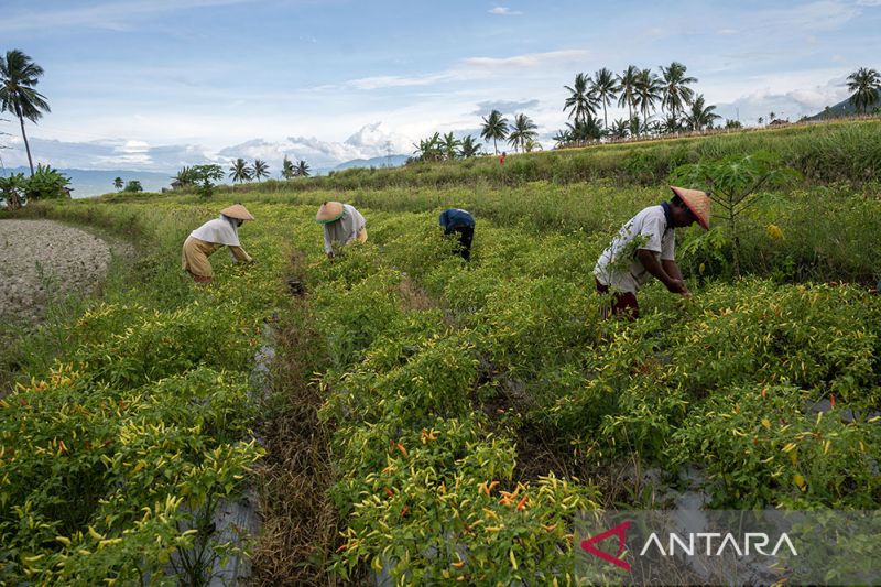 NTP Sulteng periode Juni 2023 naik 2,22 persen