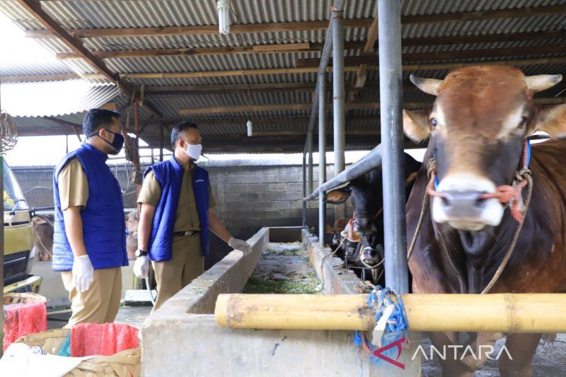 Tangerang tutup masuknya ternak dari Gunung kidul terkait antraks