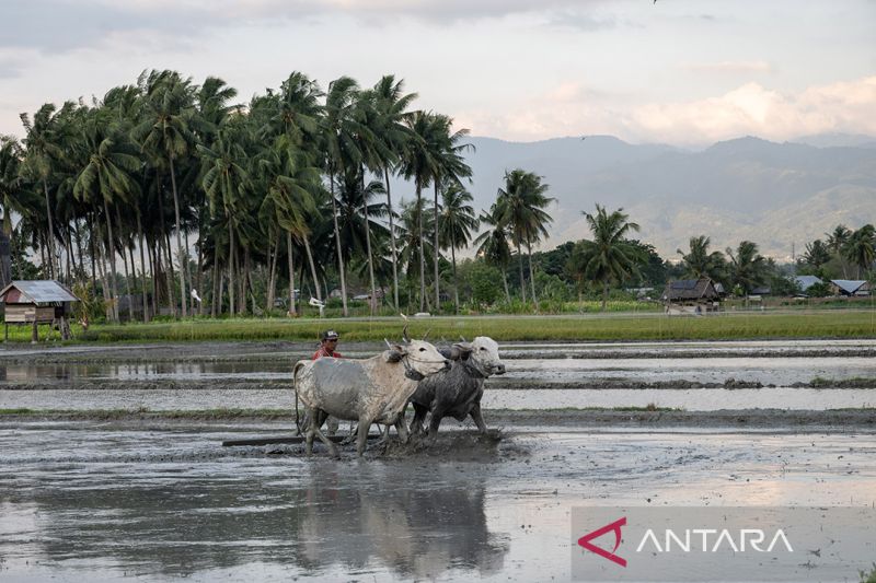 Surplus beras hingga Juli 2023